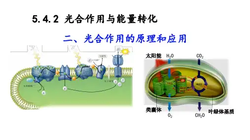 5-4-2光合作用的原理和应用课件 高一上学期生物人教版必修1 (3)