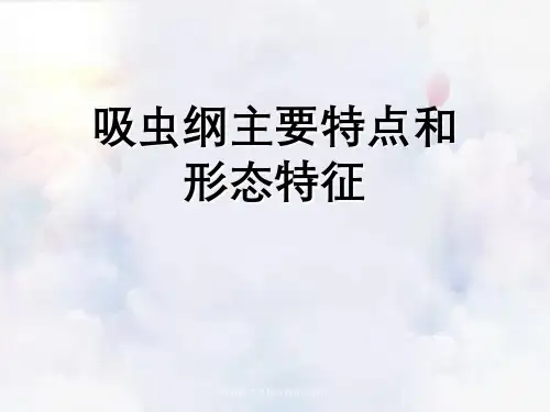吸虫纲主要特点与形态特征