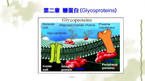 糖蛋白ppt课件