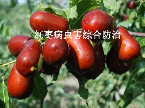 红枣病虫害的防治ppt课件