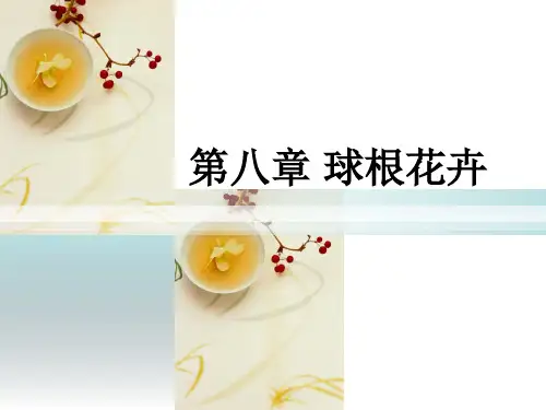 球根花卉介绍
