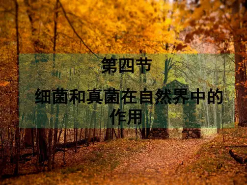第四节 细菌和真菌在自然界中的作用(共72张PPT)