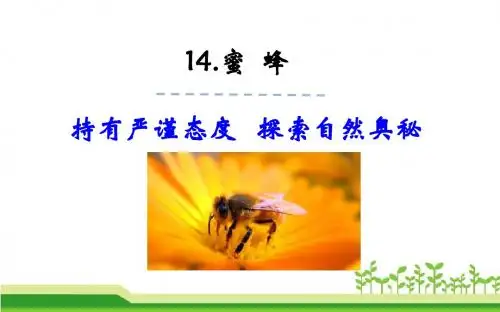 三年级语文上微课课件14.蜜蜂