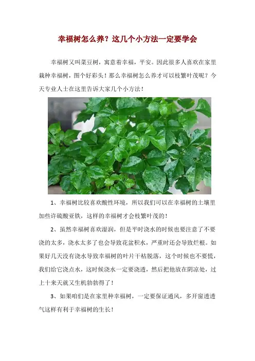 幸福树怎么养？这几个小方法一定要学会
