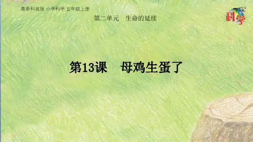 粤教版科学《母鸡生蛋了》PPT名师课件1