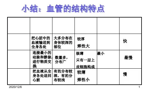 心脏-人体解剖学精品PPT教学课件
