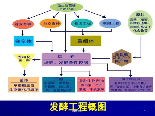 发酵工程课程总结  ppt课件