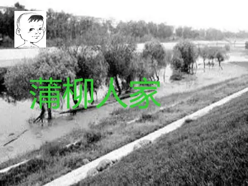 《蒲柳人家》ppt课件(精品)
