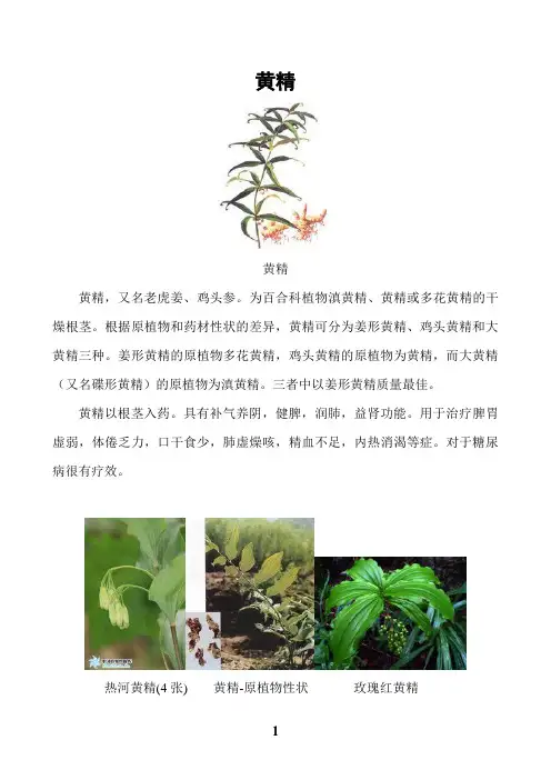 黄精