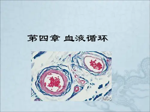 生理学第四章血液循环