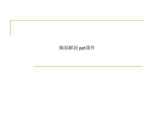 胸部解剖 ppt课件