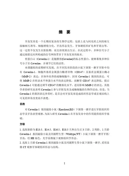 caveolin-1基因敲除小鼠下颌第一磨牙牙齿的表型分析