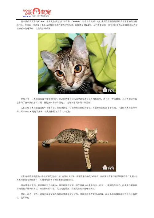 野性与沉稳的融合——奥西猫