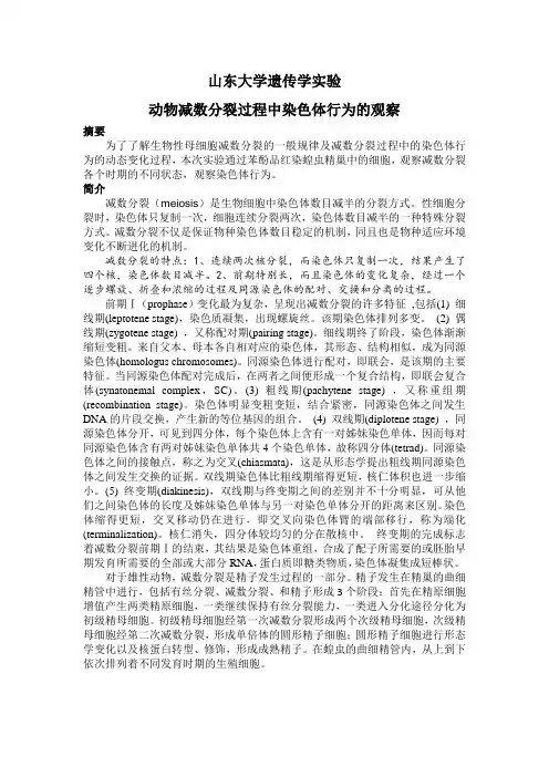 动物减数分裂过程中染色体行为的观察