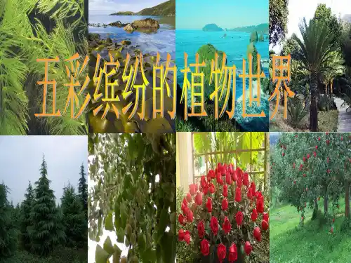 苏教版初中生物八年级上册 5.14.1 五彩缤纷的植物世界 课件 (共66张PPT)