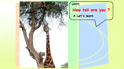 Unit1Howtallareyou？ALet'slearn(课件)人教PEP版英语六年级下册