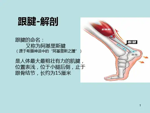 跟腱断裂解剖参考ppt课件.ppt