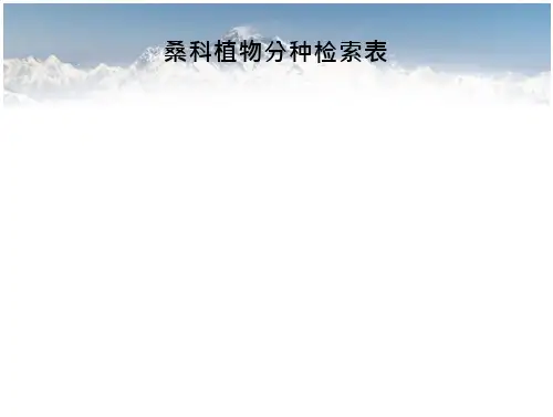 桑科分种检索表