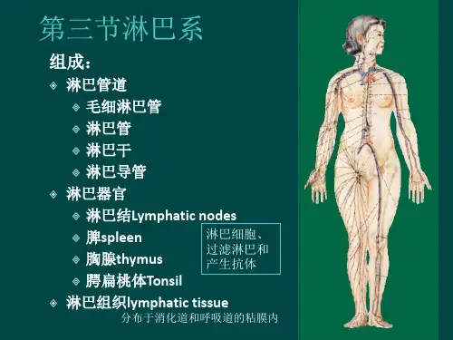 解剖淋巴循环摘要