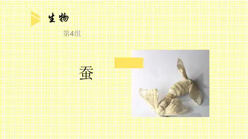我了解的桑蚕知识