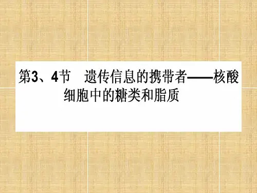 【师说】高考生物一轮复习 第2章 细胞的分子组成 第3、4节 遗传信息的携带者-核酸、细胞中的糖类和脂质名师