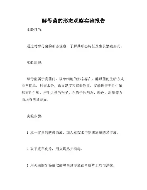 酵母菌的形态观察实验报告