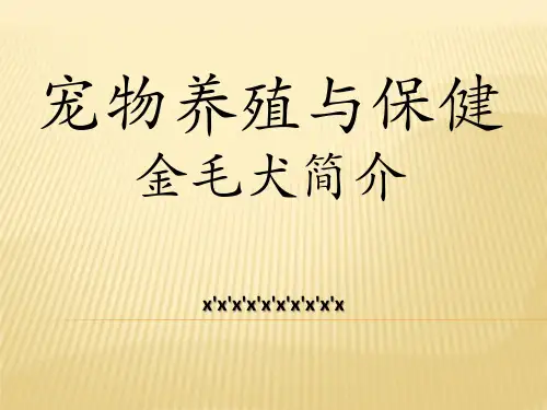 金毛犬介绍