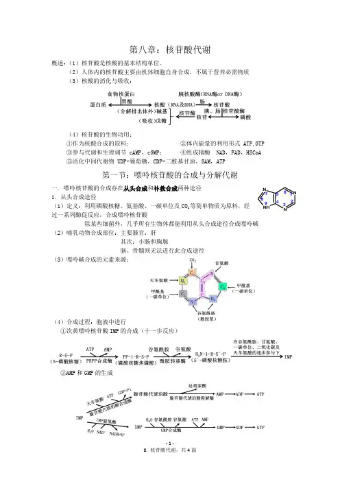 核苷酸代谢总结