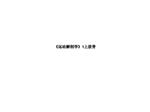 《运动解剖学》3上肢骨