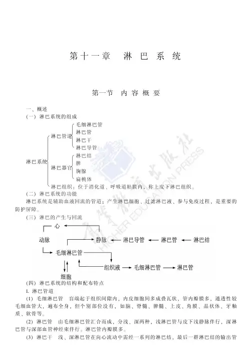 11淋巴系统
