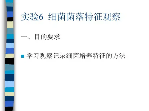 实验6细菌菌落特征观察