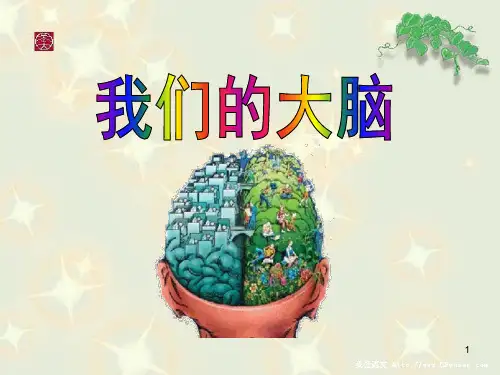 我们的大脑完美版 ppt课件