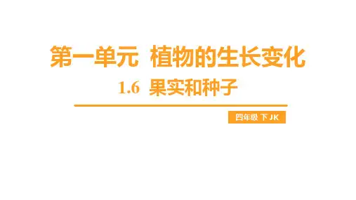 1.6 果实和种子(课件)教科版科学四年级下册