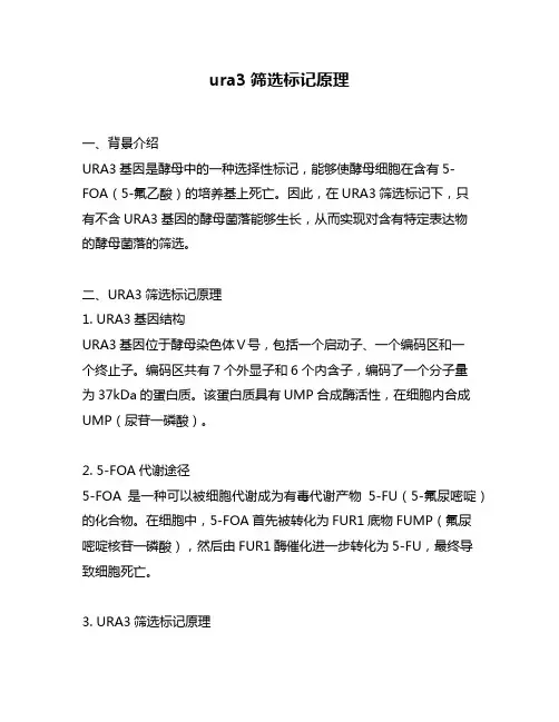 ura3筛选标记原理