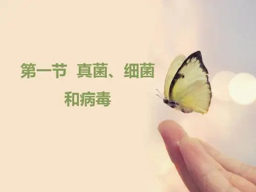 5.1++真菌、细菌和病毒(第一课时)课件-2024-2025学年苏教版生物七年级上册
