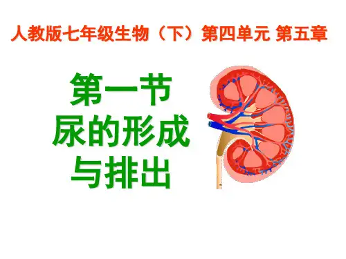 人教版七年级生物下册5-1 尿的形成与排出 课件PPT)
