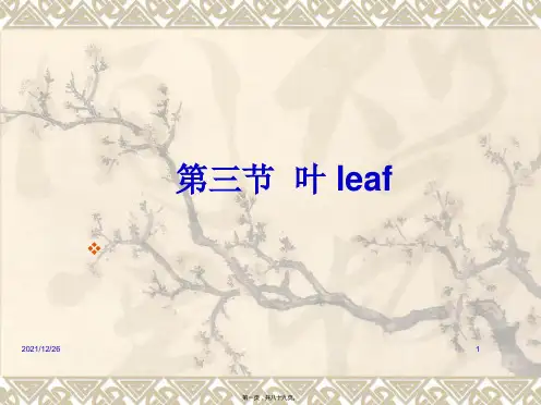 叶(植物学)