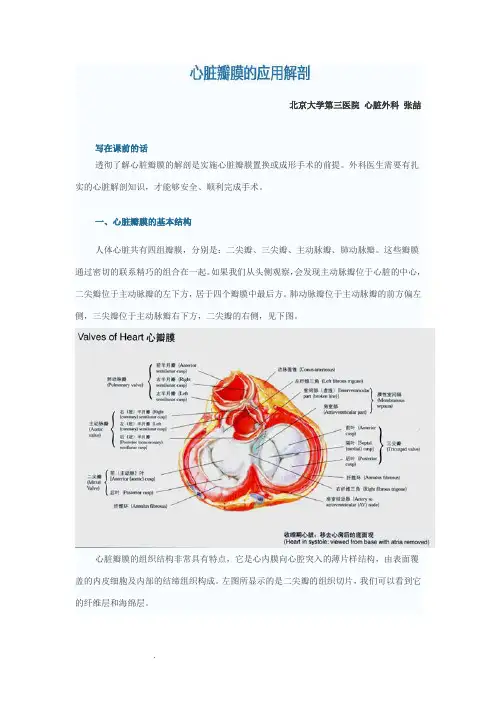 心脏瓣膜的应用解剖