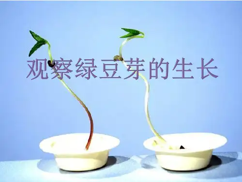 观察绿豆芽的生长-课件PPT