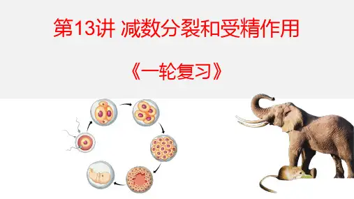 高三生物一轮复习课件： 减数分裂和受精作用