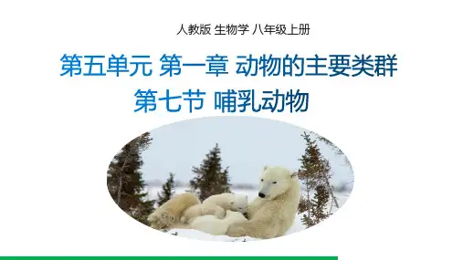 5.1.7 哺乳动物 课件(共19张PPT)人教版生物八年级上册