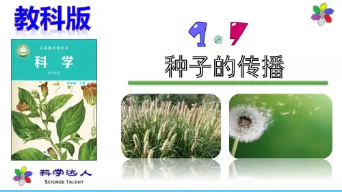 最新版(教科版)4下-1.7-种子的传播-四年级下册第一单元植物的生长变化PPT课件