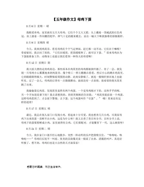 【五年级作文】母鸡下蛋