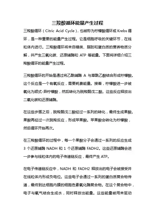 三羧酸循环能量产生过程
