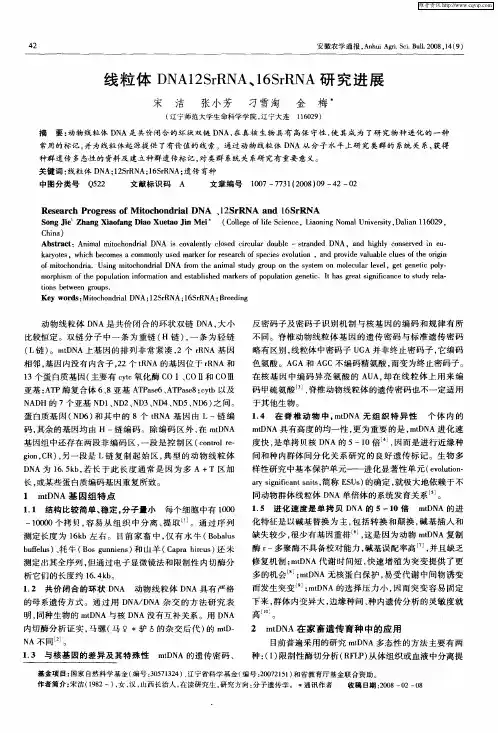 线粒体DNA12SrRNA、16SrRNA研究进展
