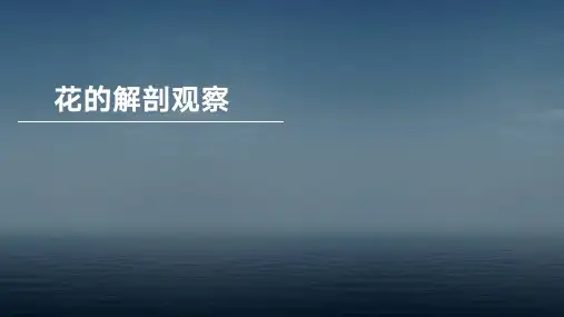 花的解剖观察