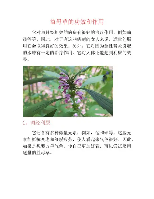 益母草的功效和作用