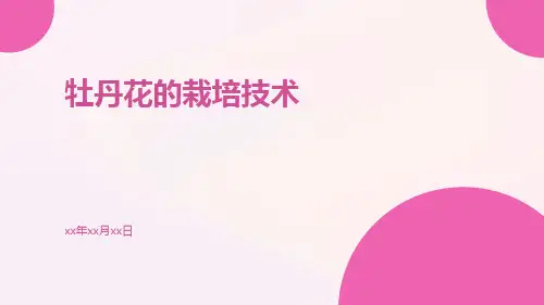 牡丹花的栽培技术