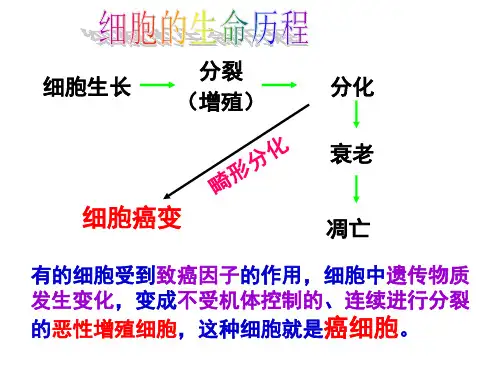 第四节 细胞的癌变PPT课件
