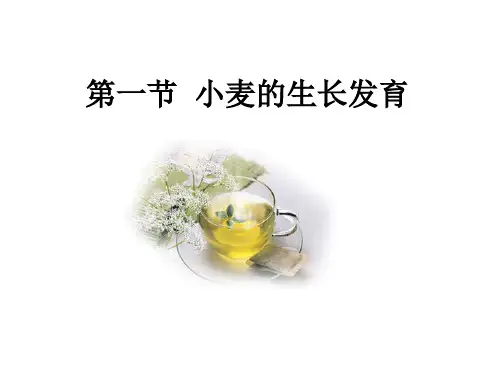 第一节小麦的生长发育ppt课件